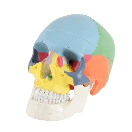 b042-kolorowy-model-czaszki-czlowieka.jpg
