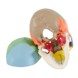 b042-kolorowy-model-czaszki-czlowieka.jpg_product