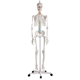 bez04-oscar-szkielet-anatomiczny-wersja-podstawowa.jpg