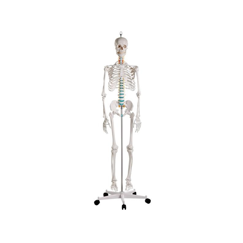 bez04-oscar-szkielet-anatomiczny-wersja-podstawowa.jpg
