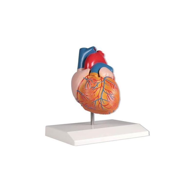 bez07-model-serca,-2-czesci,-naturalny-rozmiar-g210ez.jpg