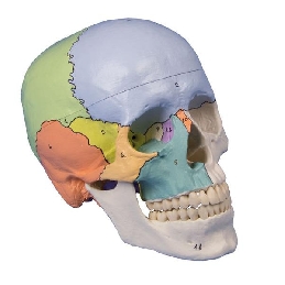 bez08-dydaktyczna-czaszka-doroslego-czlowieka,-3-czesci.jpg